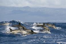 Common Dolphins (Delphinus Delphis) Porpoising, Pico, Azores, Portugal, June 2009-Lundgren-Photographic Print