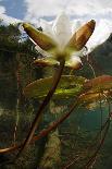European White Water Lily (Nymphaea Alba) in Swedish Lake with Snells Window Effect, Sweden-Lundgren-Photographic Print