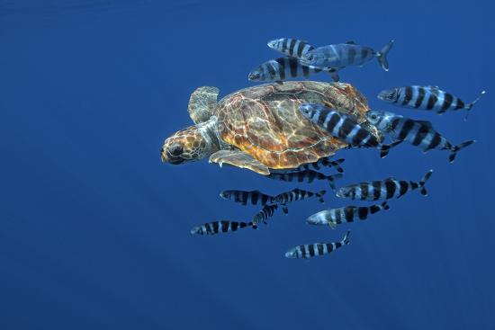 Photographic Print, , large