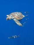 Loggerhead Turtle (Caretta Caretta) with a Shoal of Pilot Fish, Pico, Azores, Portugal, June-Lundgren-Photographic Print