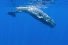 Sperm Whales (Physeter Macrocephalus) Resting, Pico, Azores, Portugal-Lundgren-Photographic Print