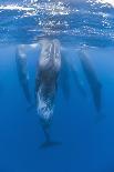 Sperm Whale (Physeter Macrocephalus) Diving, Pico, Azores, Portugal, June 2009-Lundgren-Photographic Print