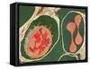 Lung Alveoli And Blood Cells, TEM-Thomas Deerinck-Framed Stretched Canvas