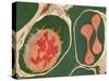 Lung Alveoli And Blood Cells, TEM-Thomas Deerinck-Stretched Canvas