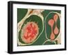 Lung Alveoli And Blood Cells, TEM-Thomas Deerinck-Framed Photographic Print