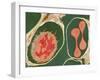 Lung Alveoli And Blood Cells, TEM-Thomas Deerinck-Framed Photographic Print