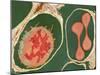 Lung Alveoli And Blood Cells, TEM-Thomas Deerinck-Mounted Photographic Print