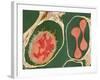 Lung Alveoli And Blood Cells, TEM-Thomas Deerinck-Framed Photographic Print