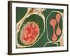 Lung Alveoli And Blood Cells, TEM-Thomas Deerinck-Framed Photographic Print