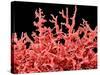 Lung Blood Vessels, SEM-Susumu Nishinaga-Stretched Canvas