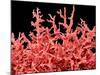 Lung Blood Vessels, SEM-Susumu Nishinaga-Mounted Photographic Print