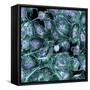 Lung Cells, Fluorescent Micrograph-Dr. Torsten Wittmann-Framed Stretched Canvas