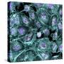 Lung Cells, Fluorescent Micrograph-Dr. Torsten Wittmann-Stretched Canvas