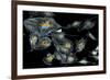 Lung Cells, Fluorescent Micrograph-Dr. Torsten Wittmann-Framed Photographic Print