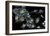 Lung Cells, Fluorescent Micrograph-Dr. Torsten Wittmann-Framed Photographic Print