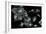 Lung Cells, Fluorescent Micrograph-Dr. Torsten Wittmann-Framed Photographic Print
