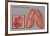 Lungs and Alveoli-Gwen Shockey-Framed Giclee Print