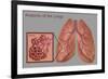 Lungs and Alveoli-Gwen Shockey-Framed Giclee Print