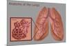 Lungs and Alveoli-Gwen Shockey-Mounted Giclee Print