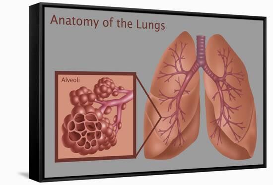 Lungs and Alveoli-Gwen Shockey-Framed Stretched Canvas