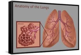 Lungs and Alveoli-Gwen Shockey-Framed Stretched Canvas