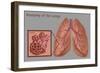 Lungs and Alveoli-Gwen Shockey-Framed Giclee Print