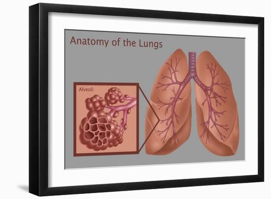 Lungs and Alveoli-Gwen Shockey-Framed Giclee Print