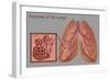 Lungs and Alveoli-Gwen Shockey-Framed Giclee Print