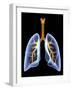 Lungs And Bronchial Tree, Artwork-PASIEKA-Framed Photographic Print