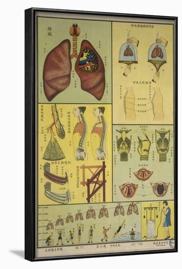 Lungs, Chest Cavity, Pharynx and Respiratory System-null-Framed Art Print