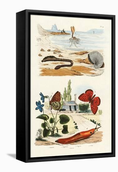 Lungworm, 1833-39-null-Framed Stretched Canvas