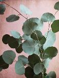 Sage Eucalyptus No. 1-Lupen Grainne-Photographic Print