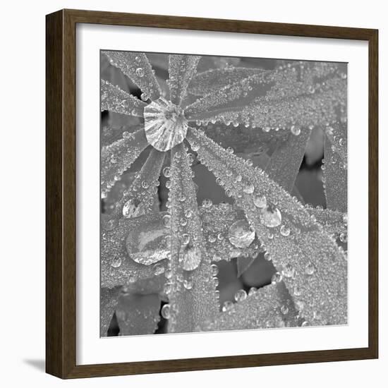 Lupin Dew I B&W-Adam Brock-Framed Giclee Print