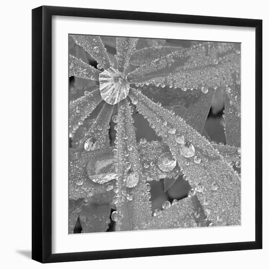 Lupin Dew I B&W-Adam Brock-Framed Giclee Print