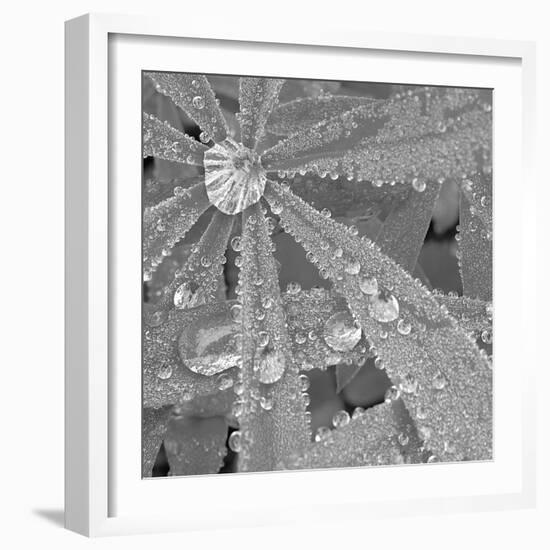 Lupin Dew I B&W-Adam Brock-Framed Giclee Print