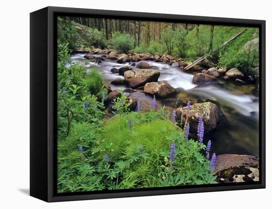 Lupine Along Jacobsen Creek in the Pioneer Range of Montana, USA-Chuck Haney-Framed Stretched Canvas