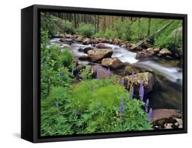 Lupine Along Jacobsen Creek in the Pioneer Range of Montana, USA-Chuck Haney-Framed Stretched Canvas