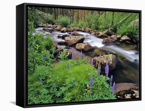 Lupine Along Jacobsen Creek in the Pioneer Range of Montana, USA-Chuck Haney-Framed Stretched Canvas
