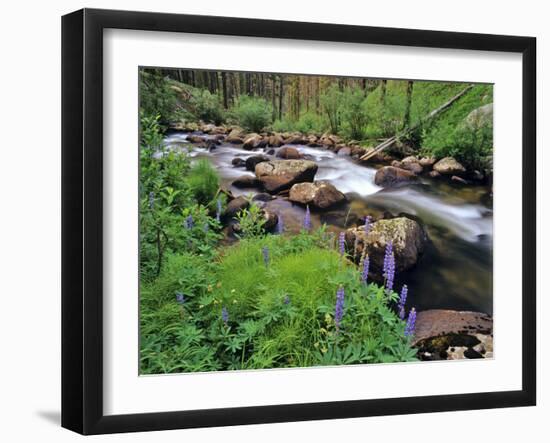 Lupine Along Jacobsen Creek in the Pioneer Range of Montana, USA-Chuck Haney-Framed Photographic Print