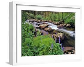 Lupine Along Jacobsen Creek in the Pioneer Range of Montana, USA-Chuck Haney-Framed Photographic Print