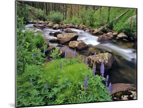 Lupine Along Jacobsen Creek in the Pioneer Range of Montana, USA-Chuck Haney-Mounted Photographic Print