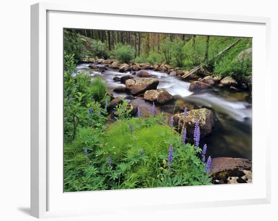 Lupine Along Jacobsen Creek in the Pioneer Range of Montana, USA-Chuck Haney-Framed Photographic Print