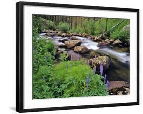 Lupine Along Jacobsen Creek in the Pioneer Range of Montana, USA-Chuck Haney-Framed Photographic Print