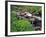 Lupine Along Jacobsen Creek in the Pioneer Range of Montana, USA-Chuck Haney-Framed Photographic Print