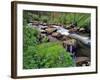 Lupine Along Jacobsen Creek in the Pioneer Range of Montana, USA-Chuck Haney-Framed Photographic Print