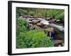 Lupine Along Jacobsen Creek in the Pioneer Range of Montana, USA-Chuck Haney-Framed Photographic Print