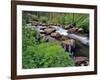 Lupine Along Jacobsen Creek in the Pioneer Range of Montana, USA-Chuck Haney-Framed Photographic Print