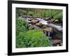 Lupine Along Jacobsen Creek in the Pioneer Range of Montana, USA-Chuck Haney-Framed Photographic Print