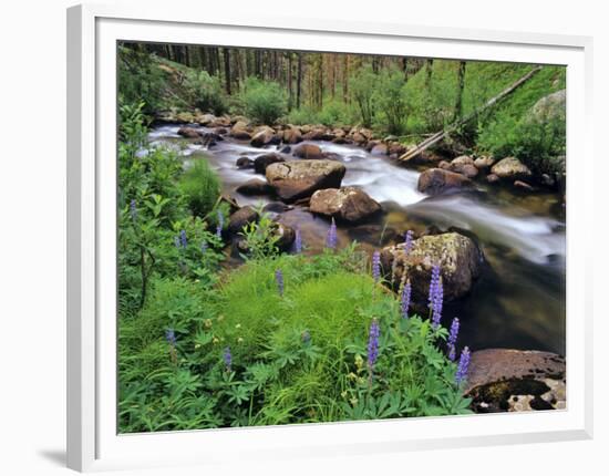 Lupine Along Jacobsen Creek in the Pioneer Range of Montana, USA-Chuck Haney-Framed Photographic Print