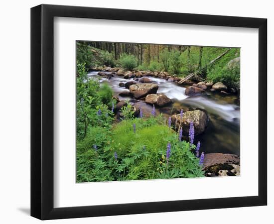 Lupine Along Jacobsen Creek in the Pioneer Range of Montana, USA-Chuck Haney-Framed Photographic Print